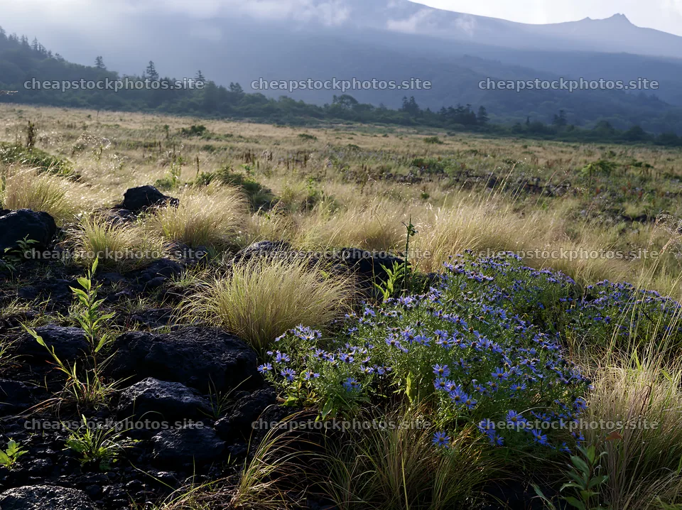 Biodiverse Nagano silver grass meadow with dew in morning light – stock photos 9174x6866