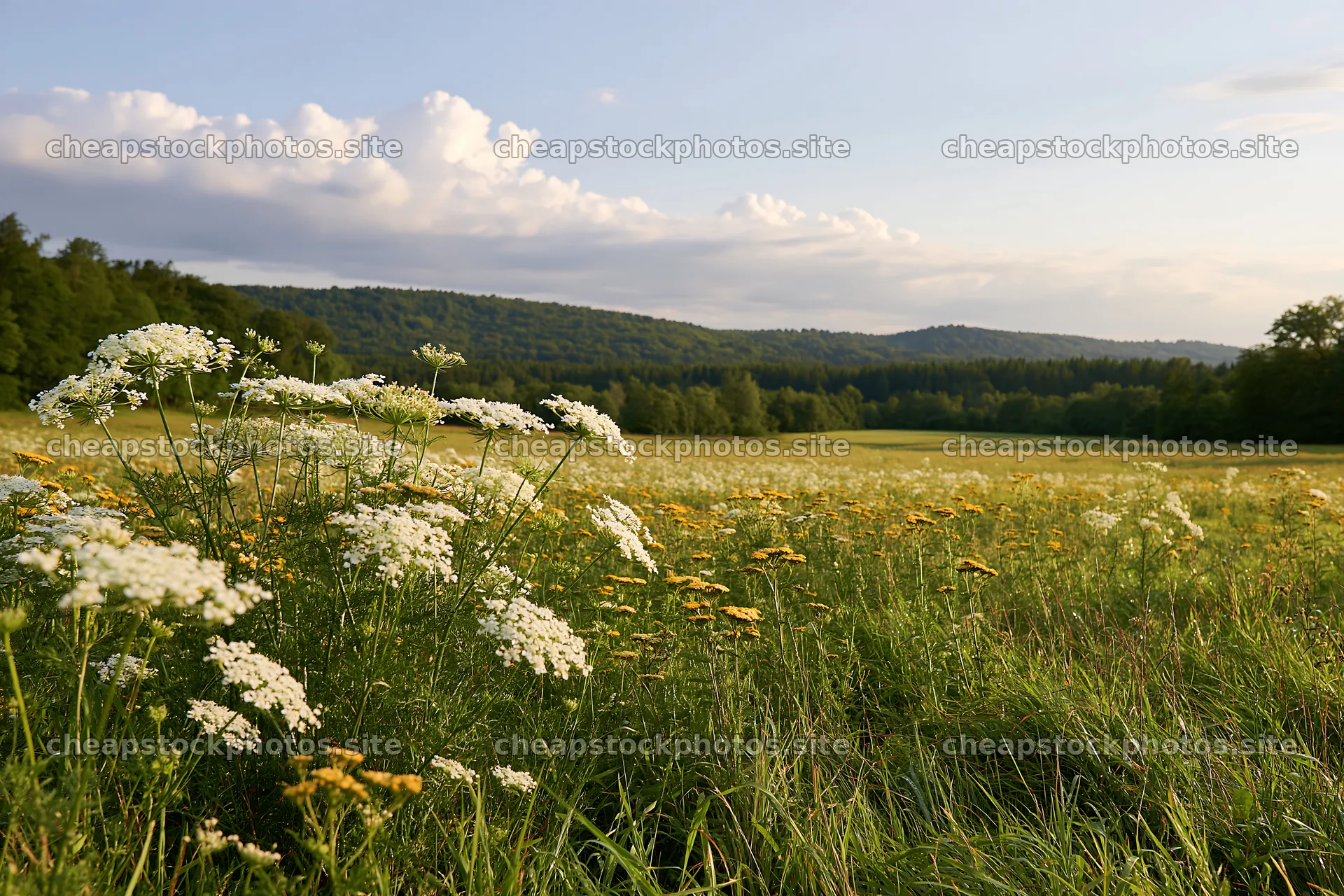 Sunny umbel flower meadow with a blue sky and distant hills – stock photos 9722x6480