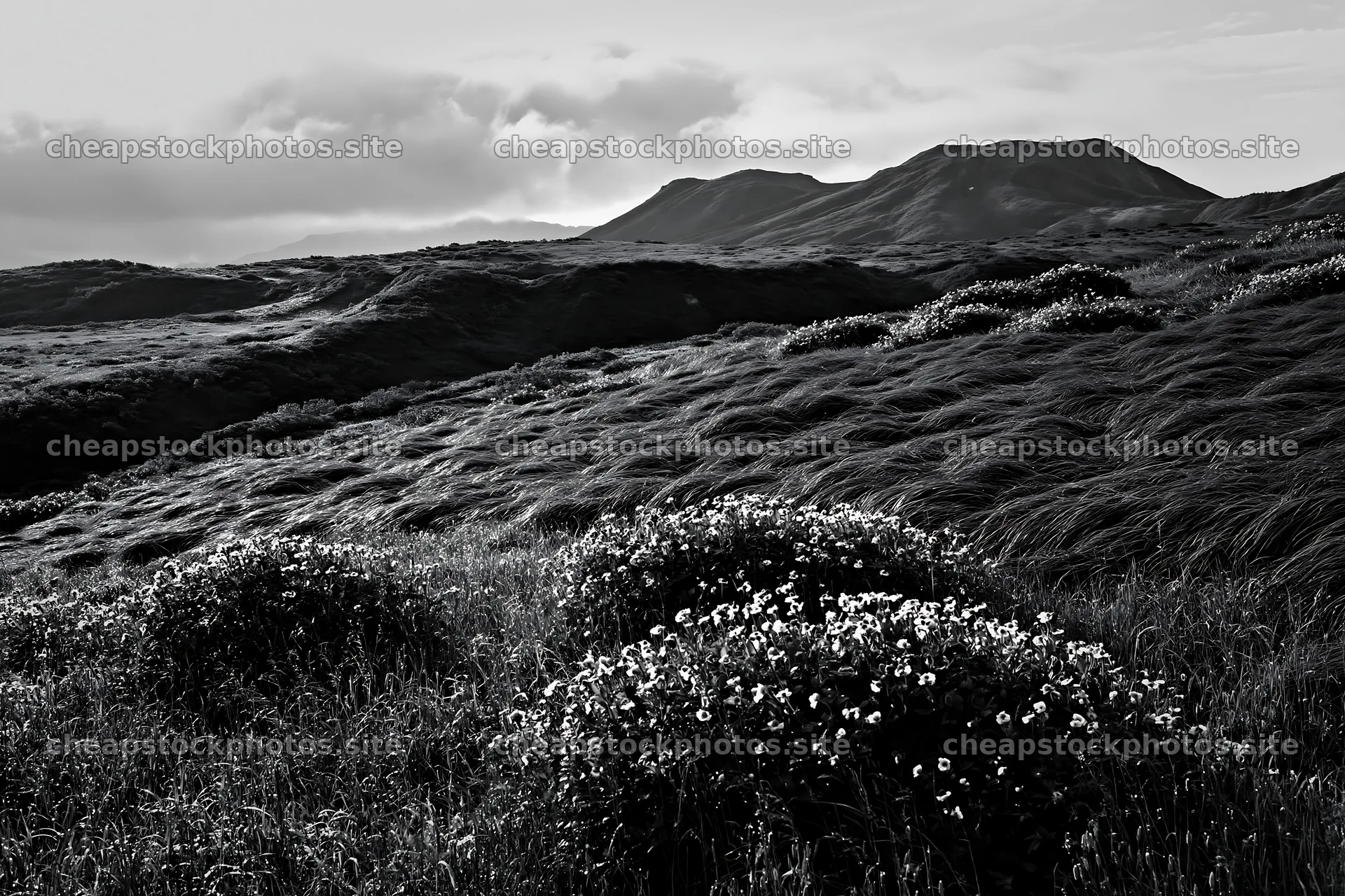 Expansive Hokkaido restoration meadow with dewdrops – stock photos 9722x6480