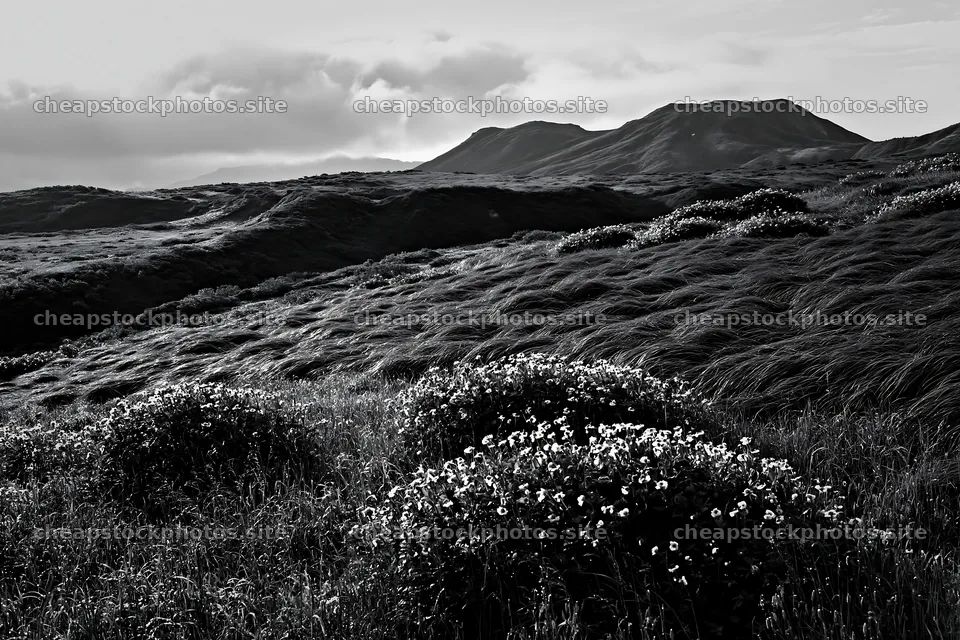 Expansive Hokkaido restoration meadow with dewdrops – stock photos 9722x6480