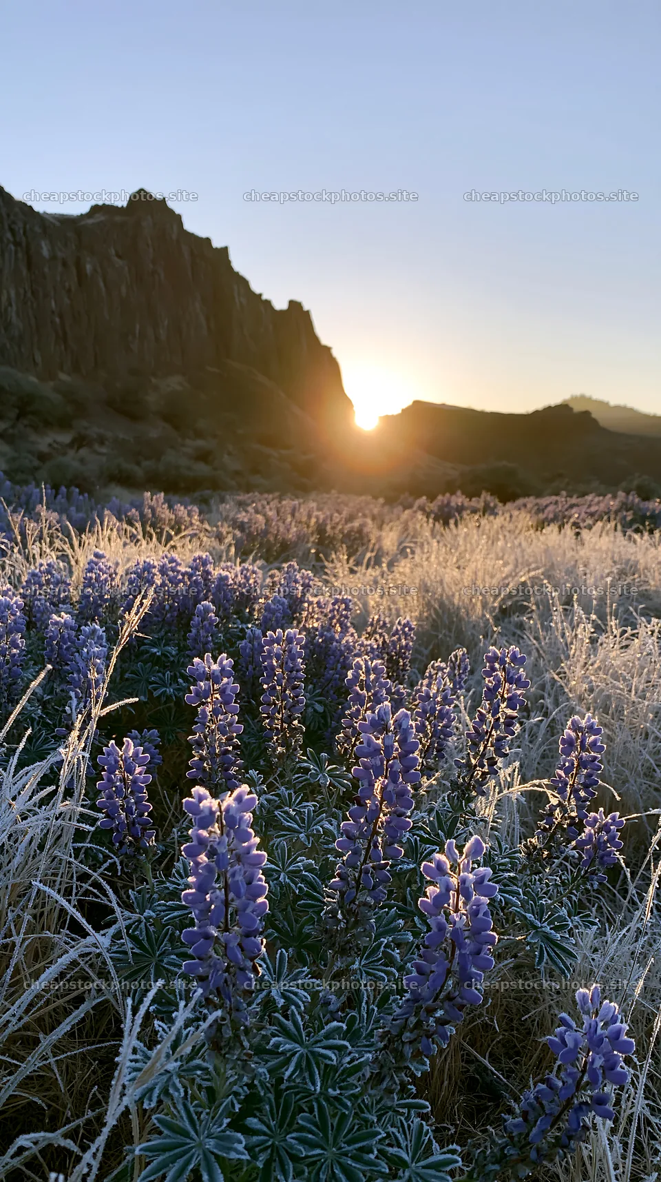 Frosty meadow with lavender flowers at sunrise – stock photos 5938x10608