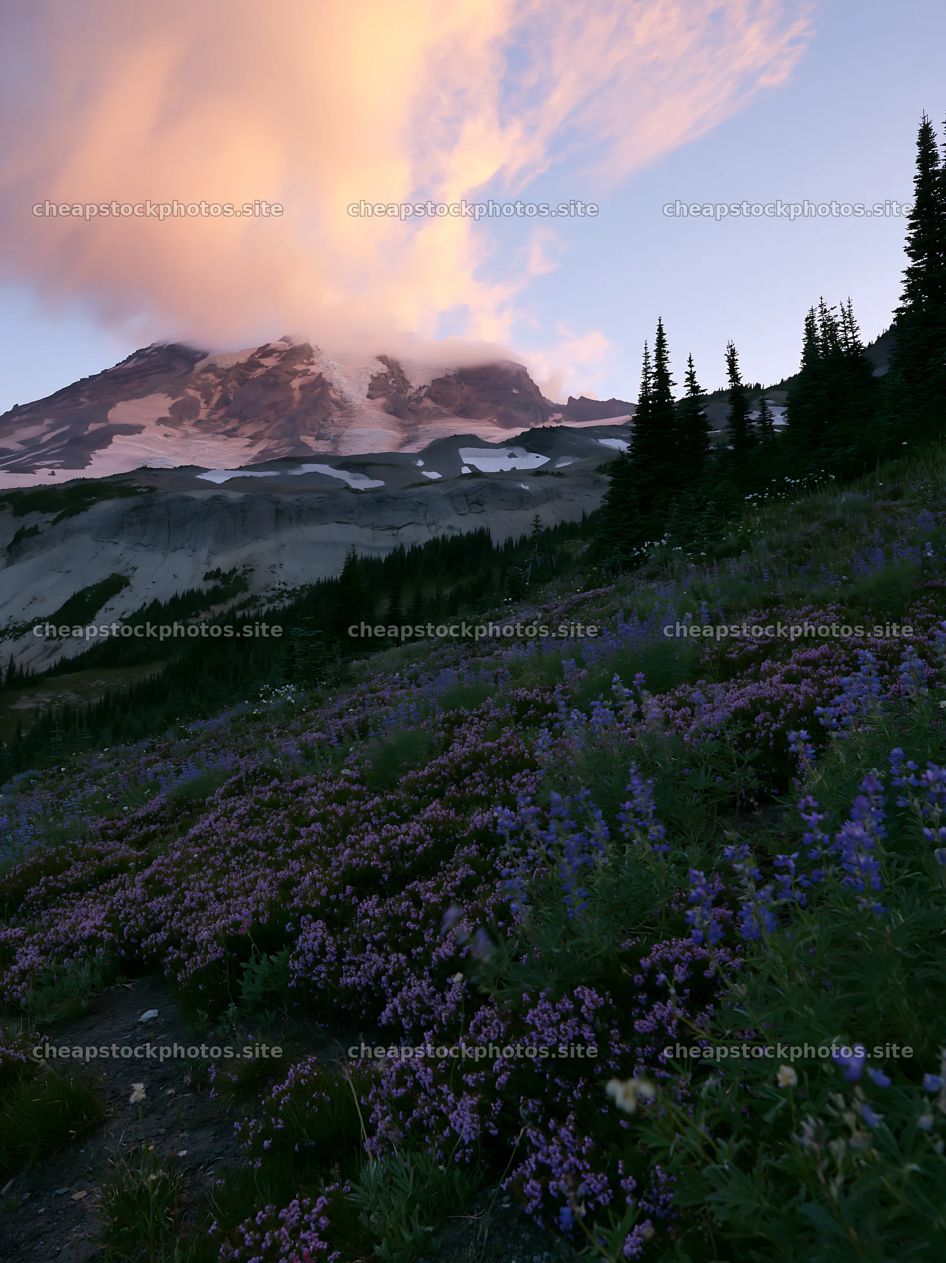 Mount Rainier wildflower meadow at sunrise – stock photos 6866x9174