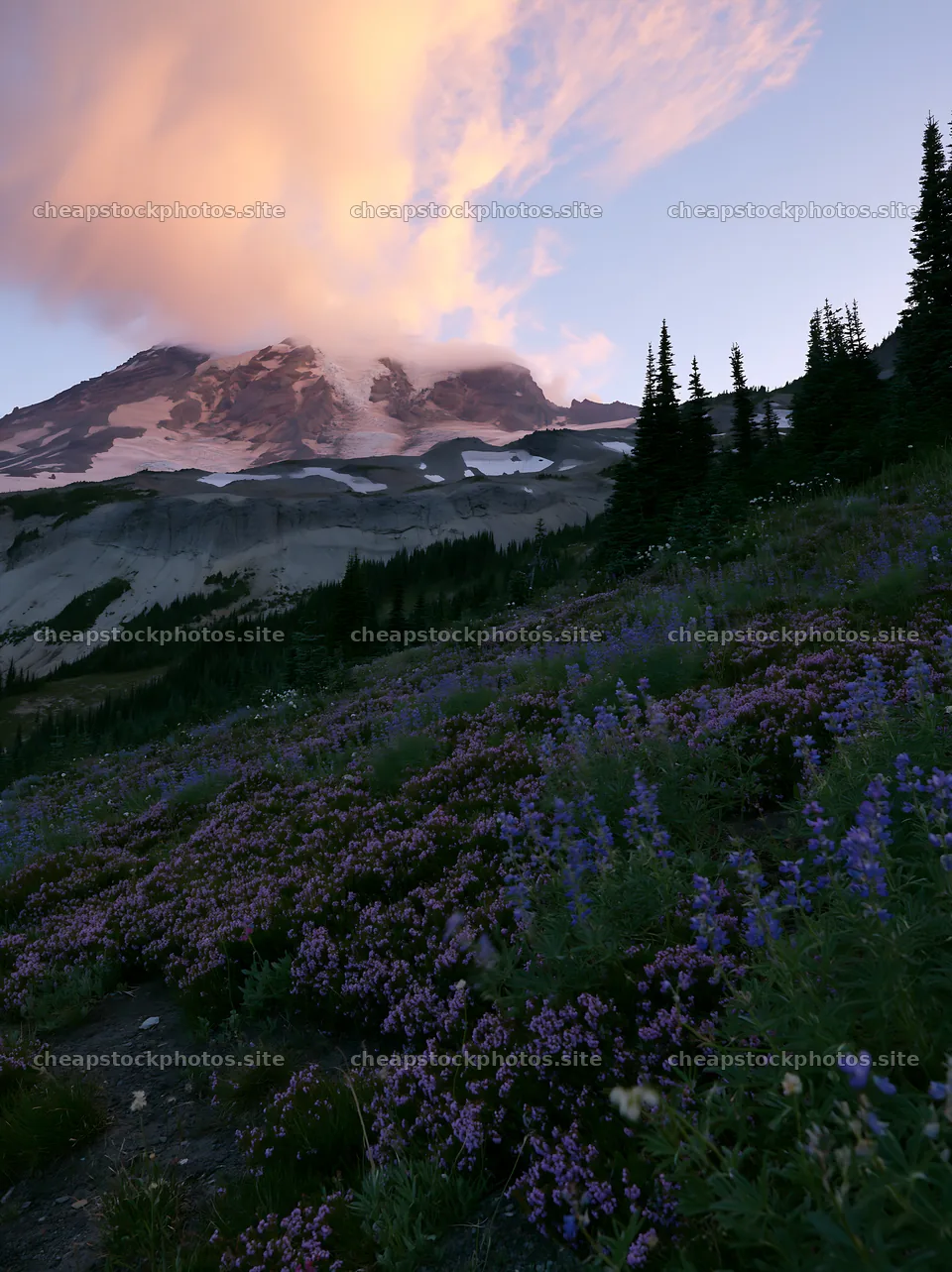 Mount Rainier wildflower meadow at sunrise – stock photos 6866x9174