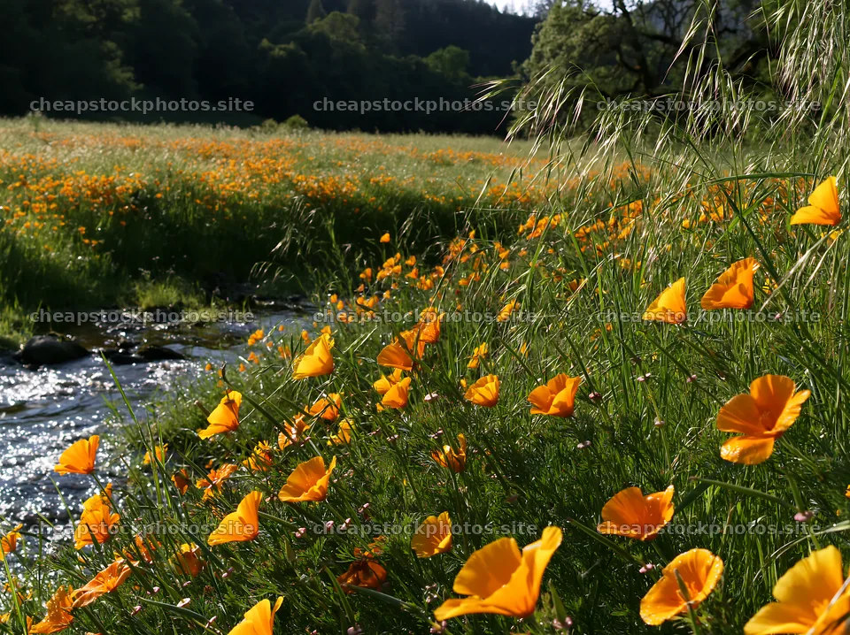High contrast flower meadow beside brook – stock photos 9174x6866