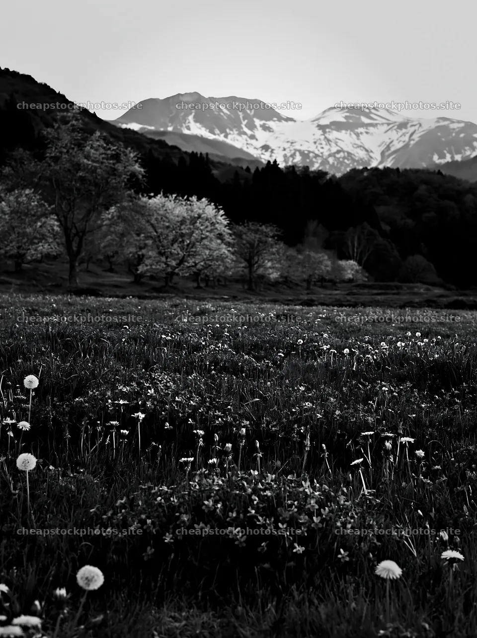 Spring meadow with flowers and snowy mountains in background – stock photos 6866x9174