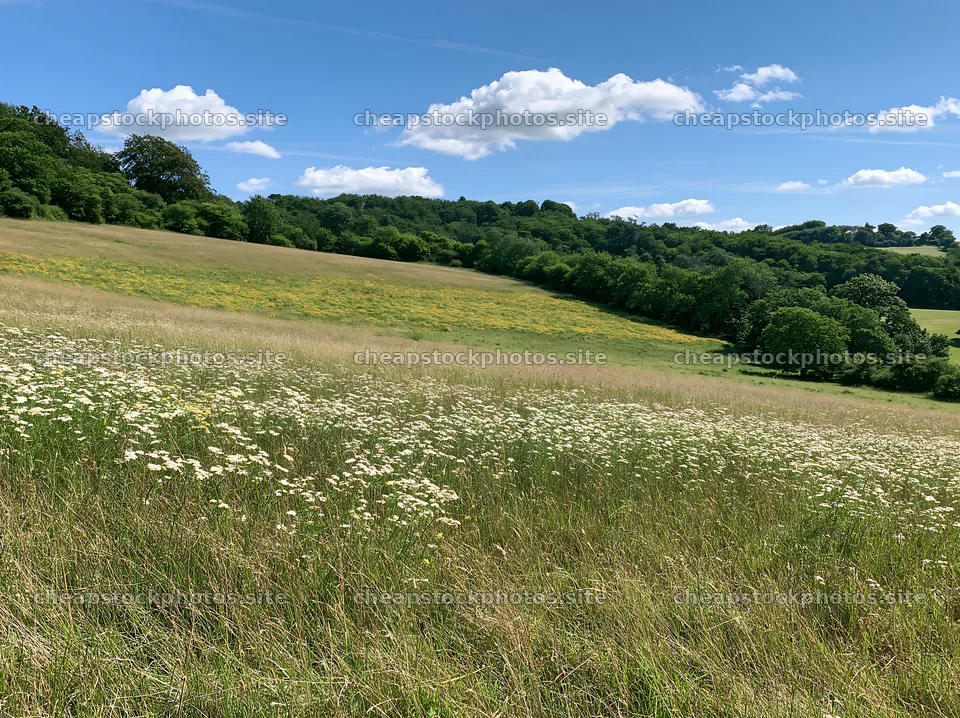 Sunny limestone meadow with flowering plants – stock photos 9174x6866