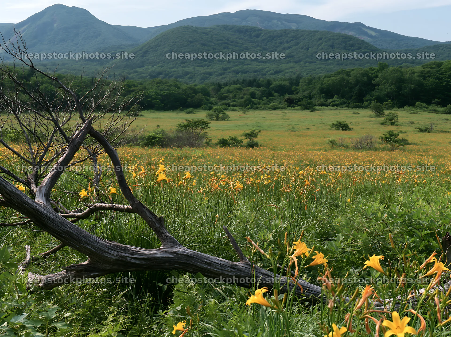 Yamagata rewilded meadow with fallen branch in the foreground – stock photos 9174x6866