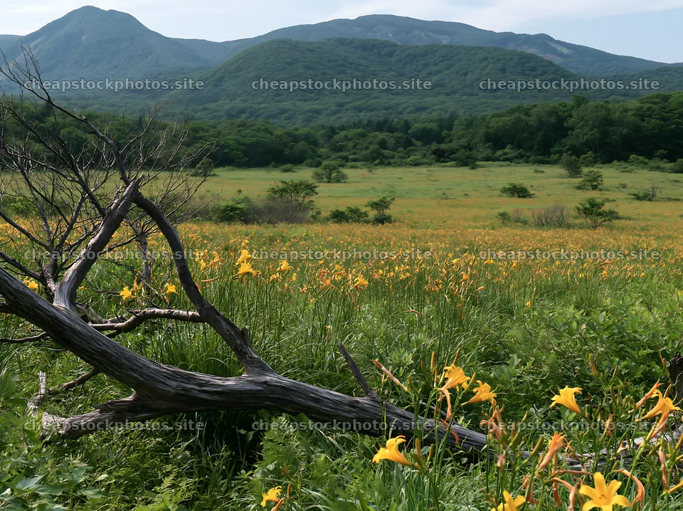Yamagata rewilded meadow with fallen branch in the foreground – stock photos 9174x6866