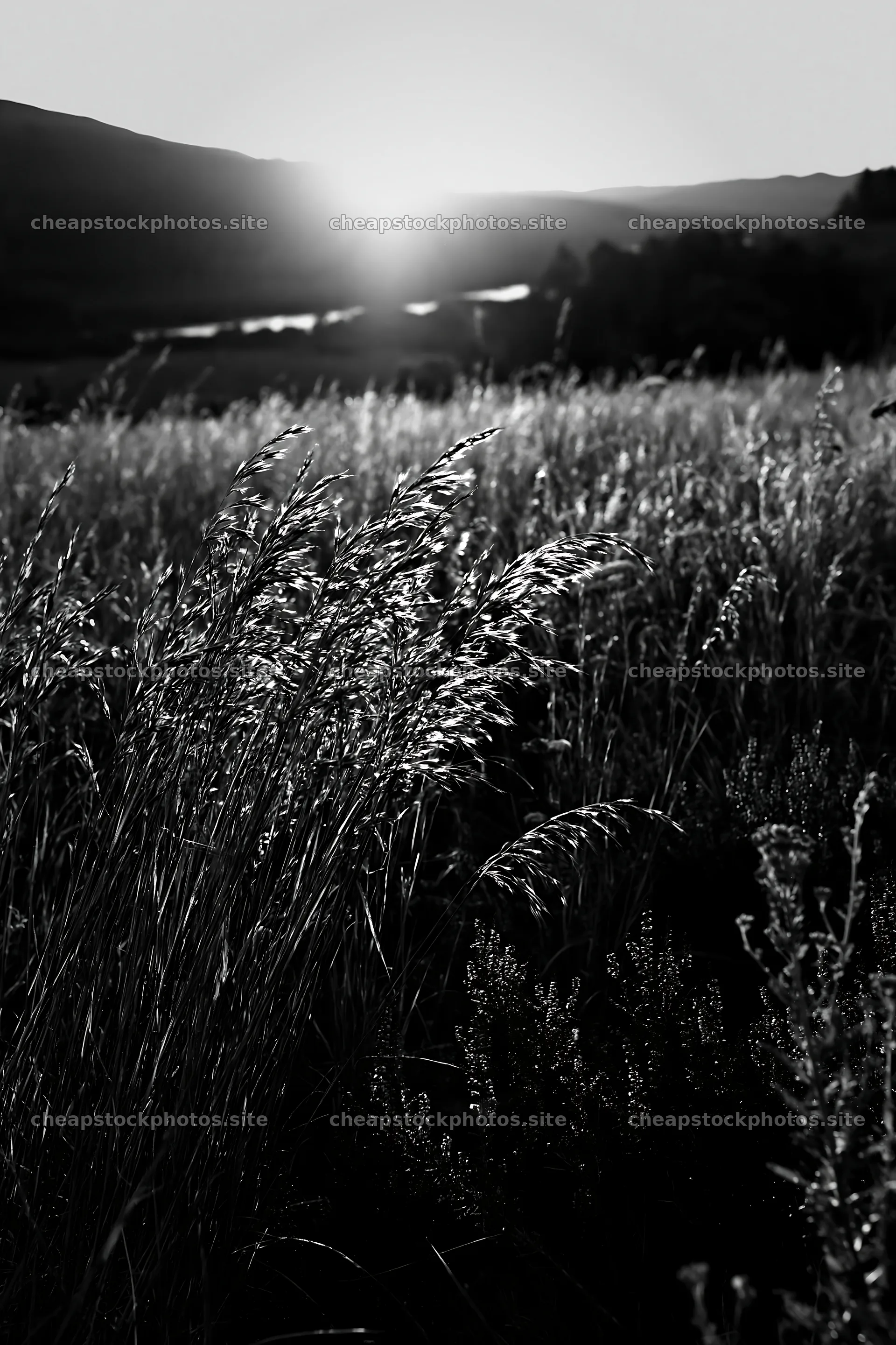 Meadow with seedheads at sunset near a river – stock photos 6480x9722