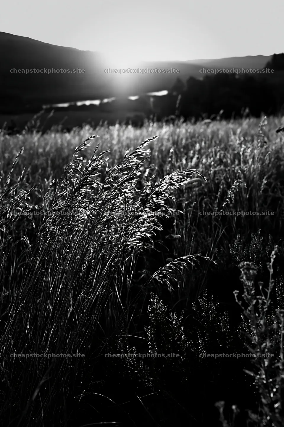 Meadow with seedheads at sunset near a river – stock photos 6480x9722