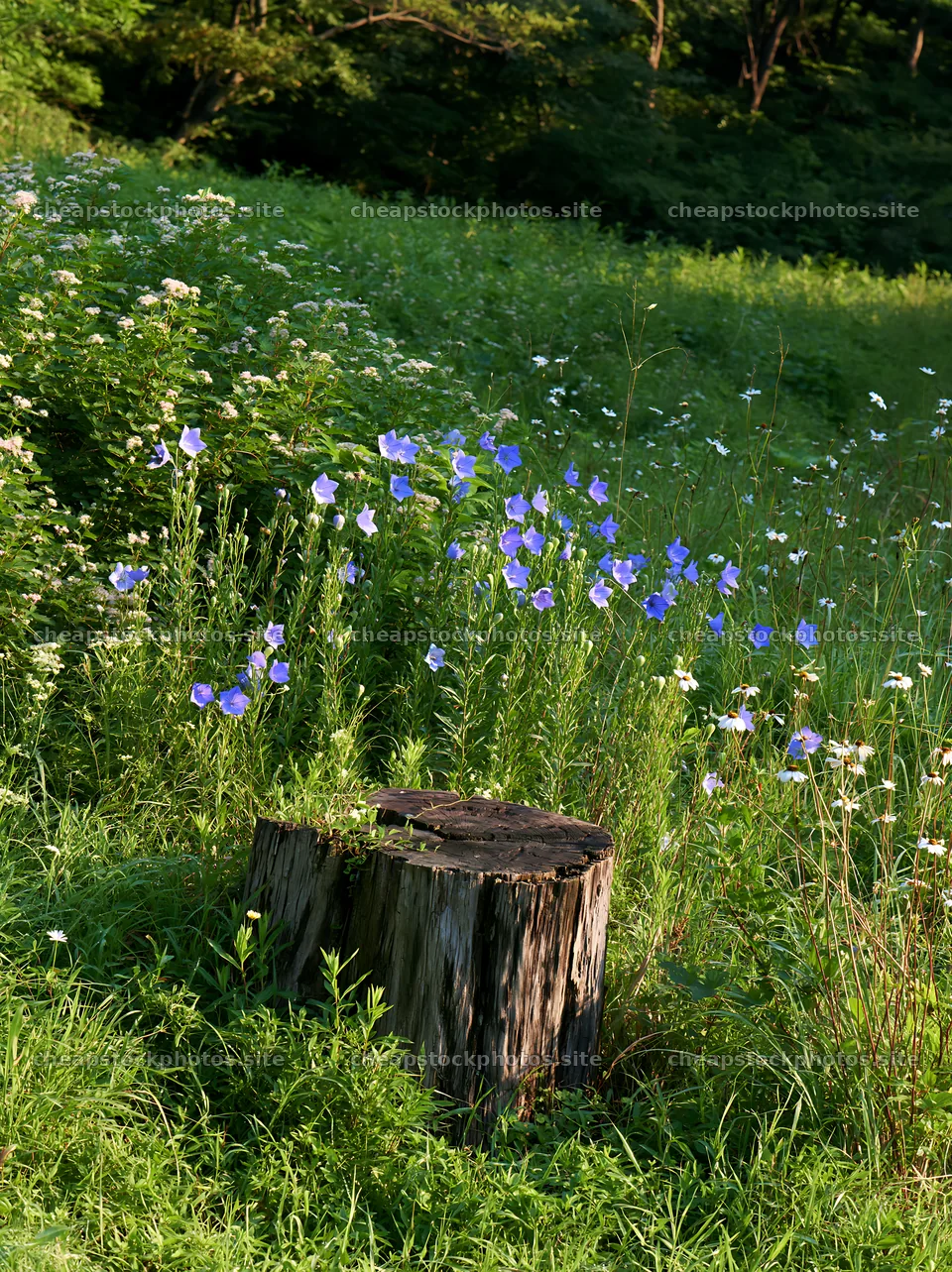 Fukushima native meadow with weathered stump – stock photos 6866x9174