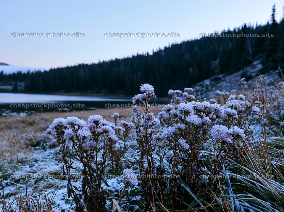 Lakeside meadow after first snowfall in winter – stock photos 9174x6866