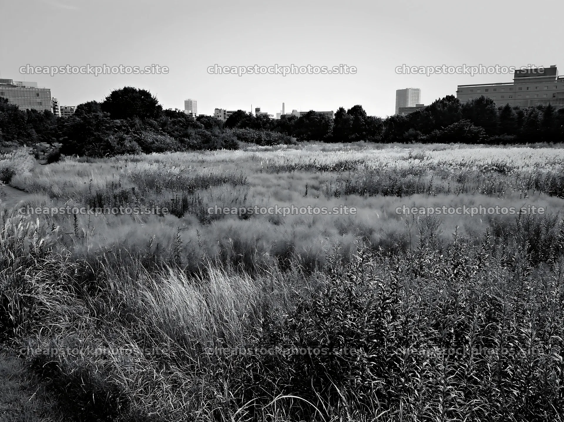 Tokyo urban biodiversity meadow with seedheads in black and white – stock photos 9174x6866