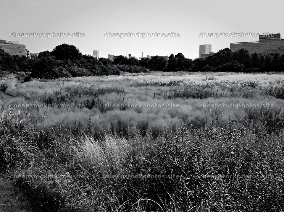 Tokyo urban biodiversity meadow with seedheads in black and white – stock photos 9174x6866