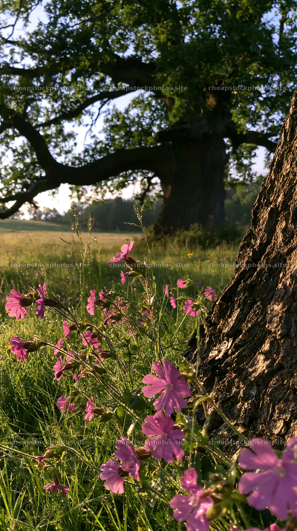 Silver dew on flowers at the edge of a meadow – stock photos 5938x10608