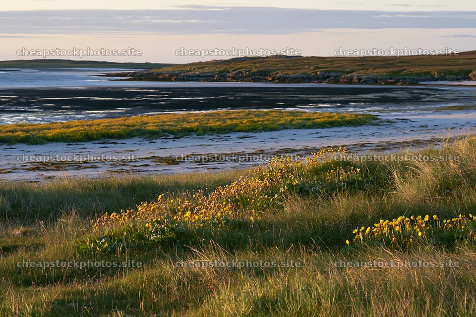 Coastal meadow with flowers at low tide in summer evening – stock photos 9722x6480