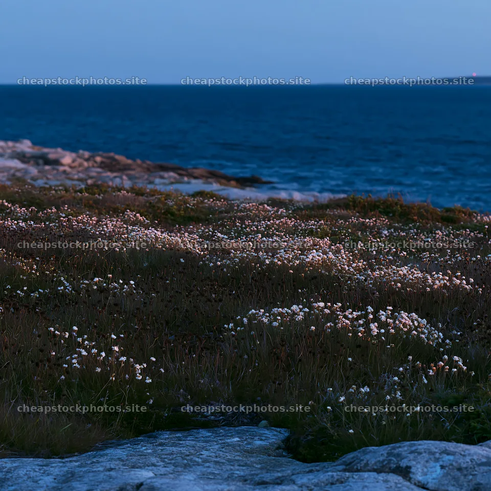 Coastal cliff meadow at dusk with flowers and sea view – stock photos 7938x7938