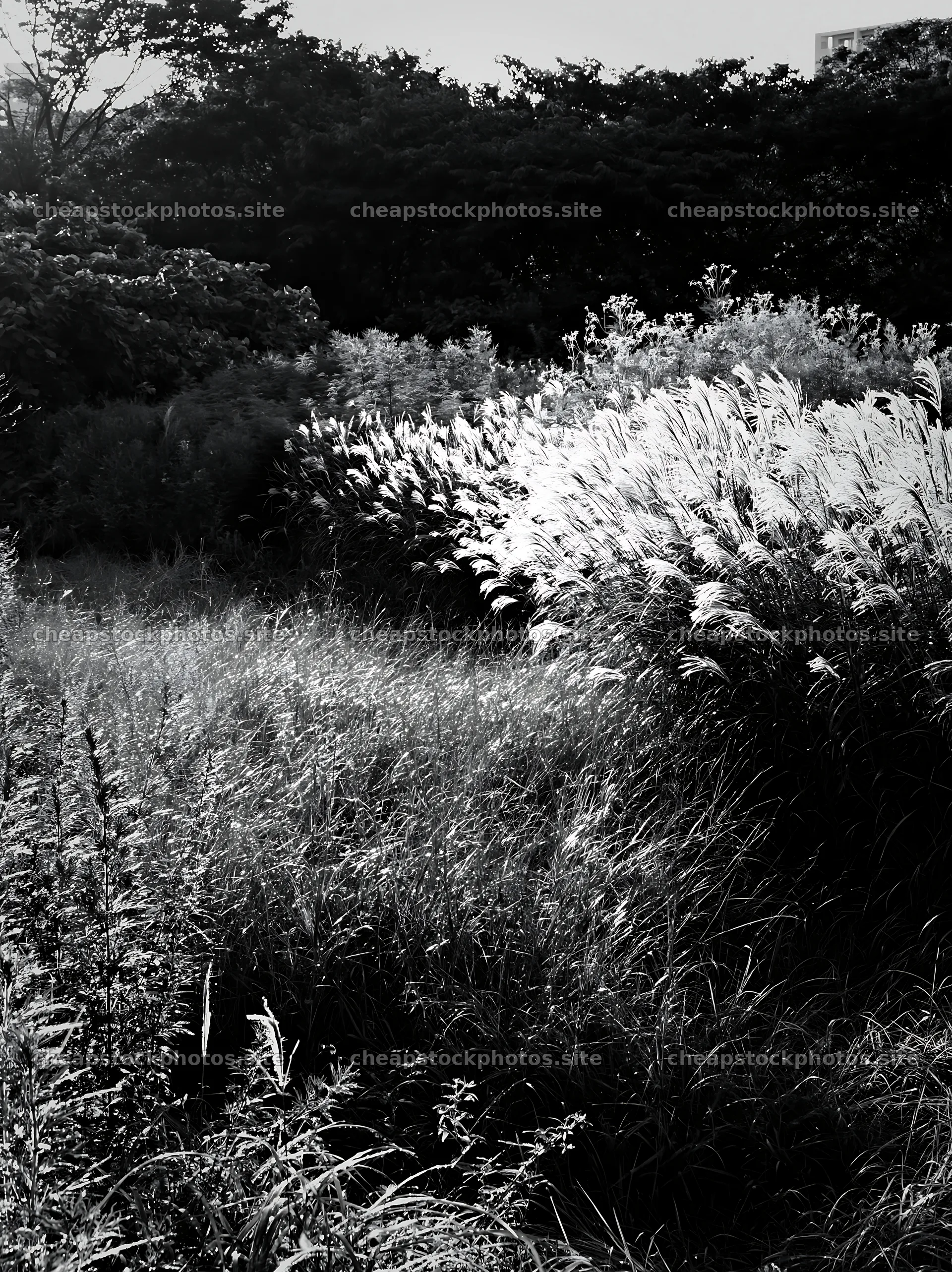 Tokyo urban biodiversity meadow with seedheads at sunset – stock photos 6866x9174