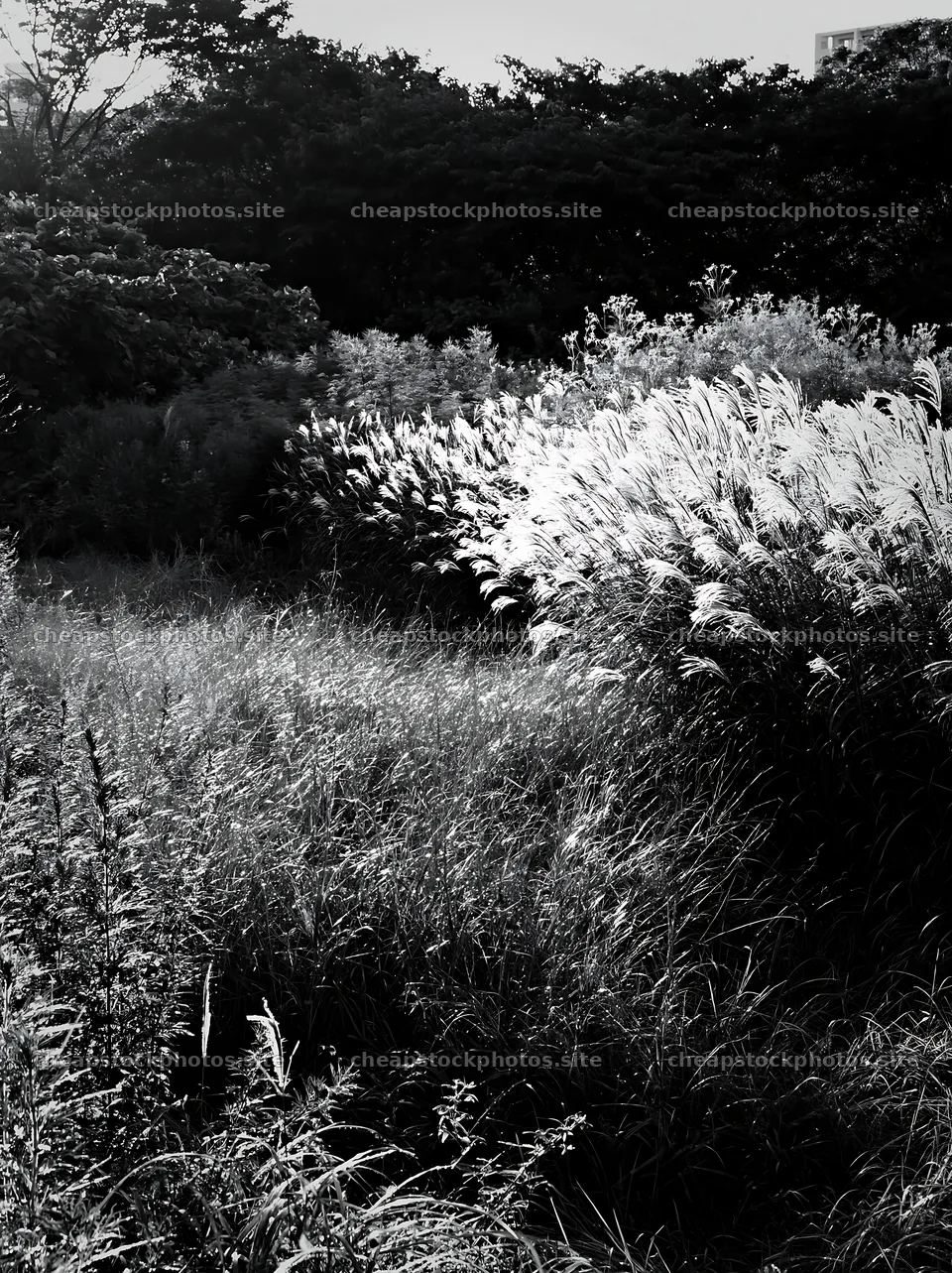 Tokyo urban biodiversity meadow with seedheads at sunset – stock photos 6866x9174