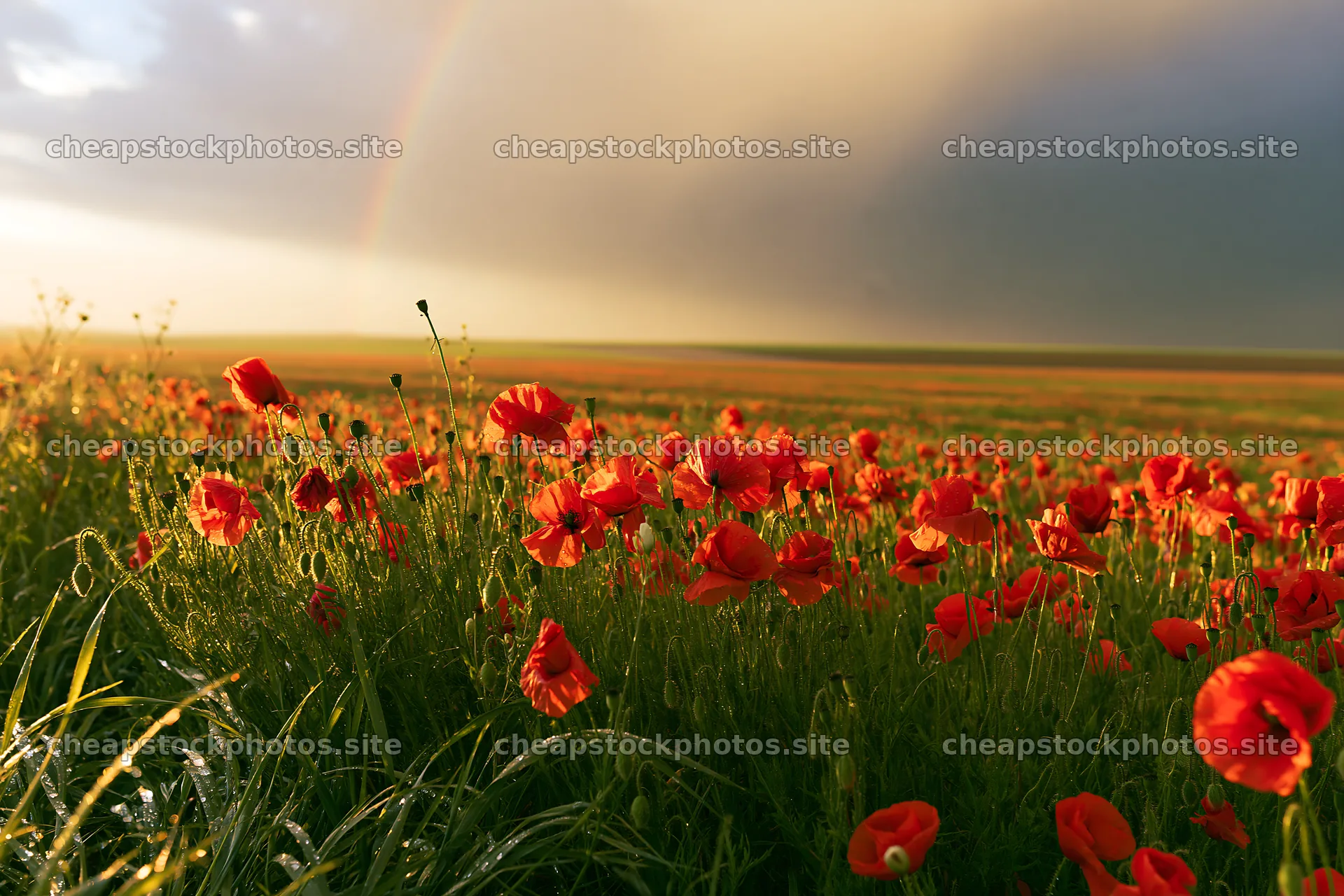Vibrant poppy meadow under a cloudy sky – stock photos 9722x6480
