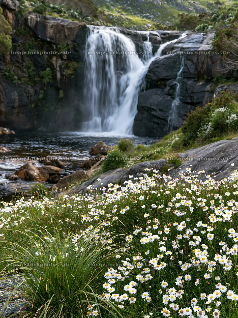 White wildflower meadow below waterfall in nature – stock photos 6866x9174