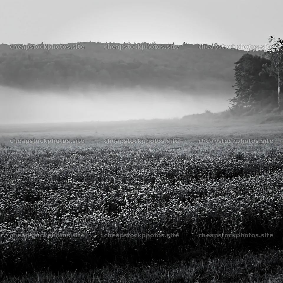 Violet knapweed meadow with fog in the early morning – stock photos 7938x7938