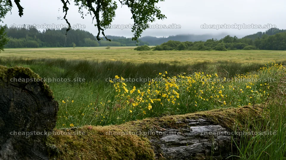 Gifu low carbon meadow mossy log in a lush landscape – stock photos 10608x5938