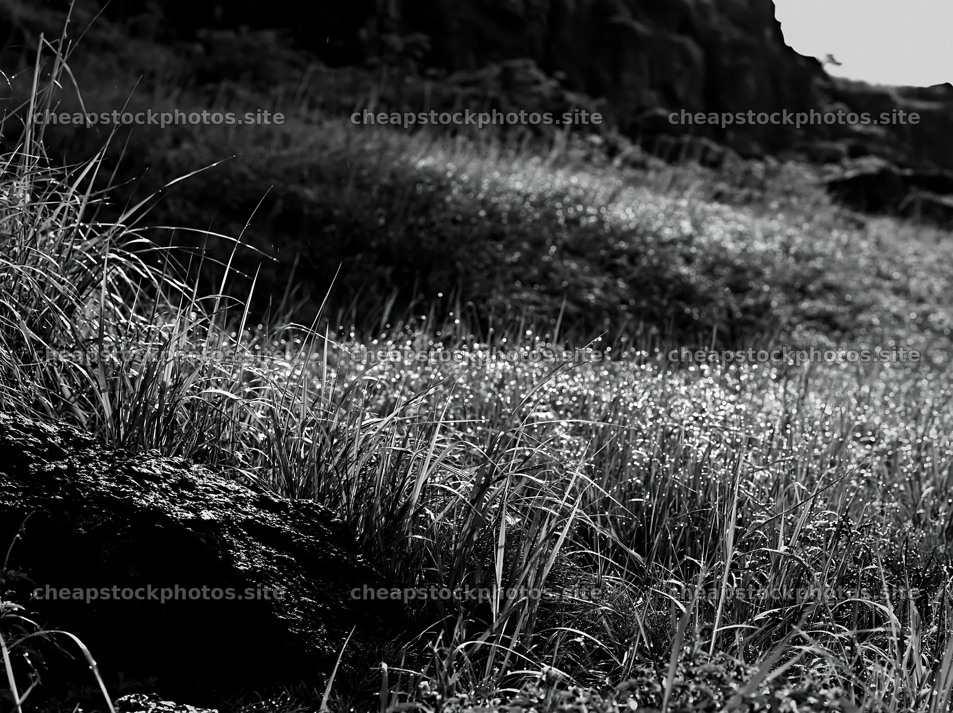 Fukui native grass meadow rain droplets capture in bright light – stock photos 9174x6866