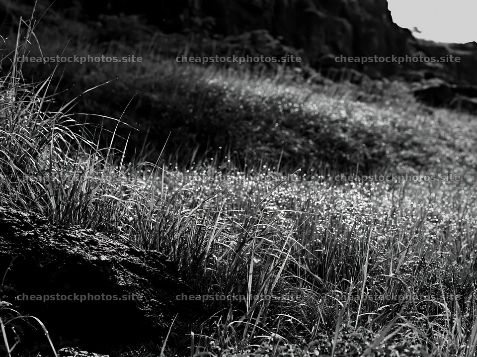 Fukui native grass meadow rain droplets capture in bright light – stock photos 9174x6866