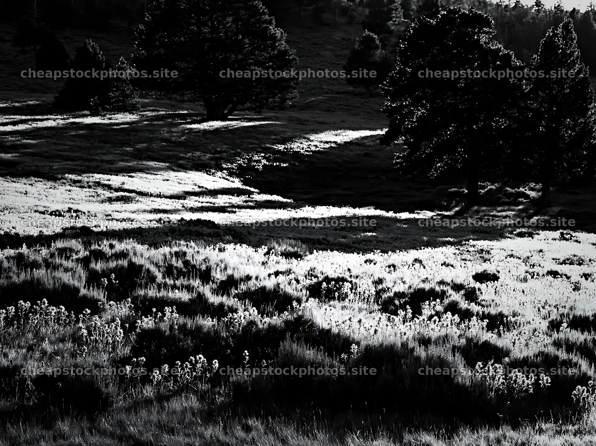 Sagebrush meadow with shadows and light on a sunny day – stock photos 9174x6866