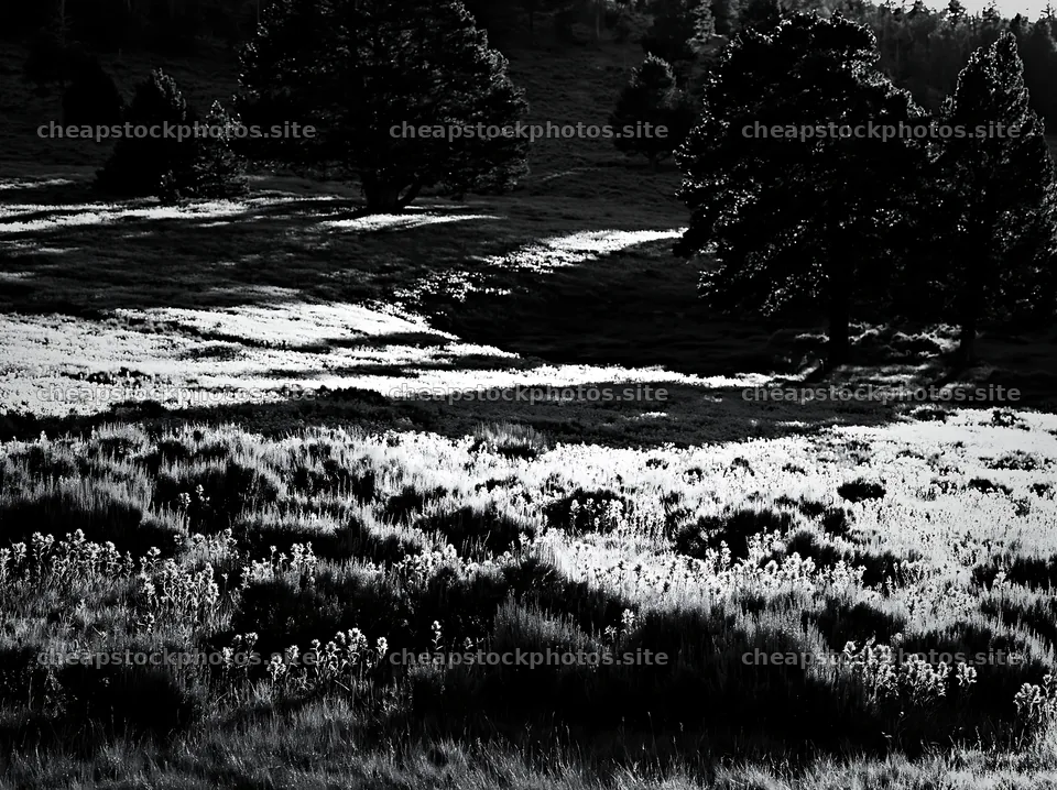 Sagebrush meadow with shadows and light on a sunny day – stock photos 9174x6866
