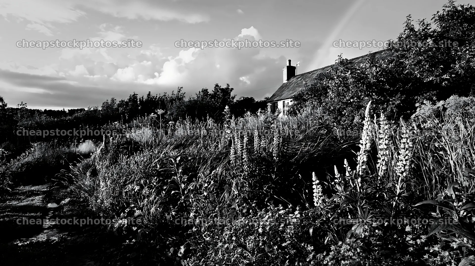 Cottage garden after storm – stock photos 10608x5938