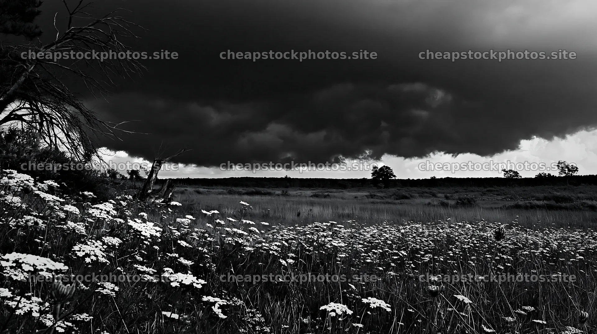 Fukushima native meadow with weathered stump under dark clouds – stock photos 10608x5938