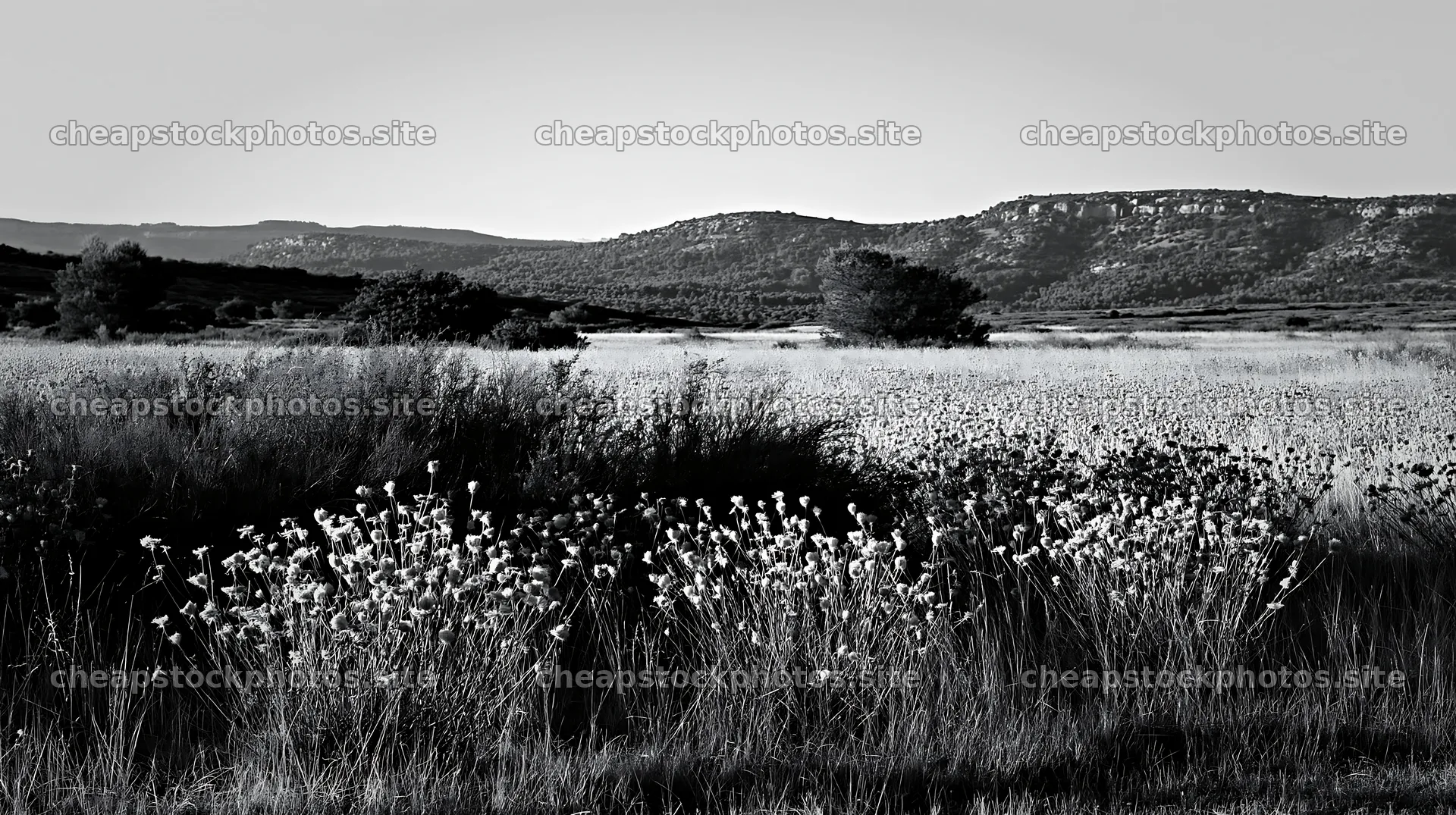 Meadow with seedheads at dusk in black and white – stock photos 10608x5938