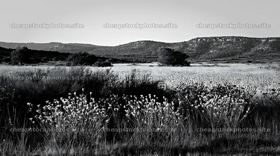 Meadow with seedheads at dusk in black and white – stock photos 10608x5938