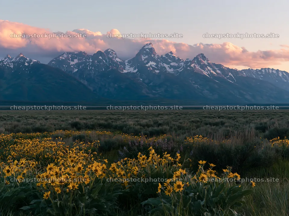 Meadow with flowers under crags at dusk – stock photos 9174x6866