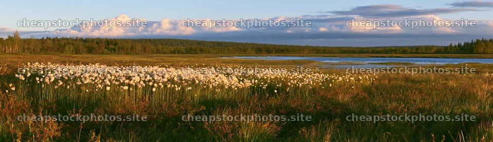 Cottongrass meadow glowing under evening light – stock photos 14762x4268