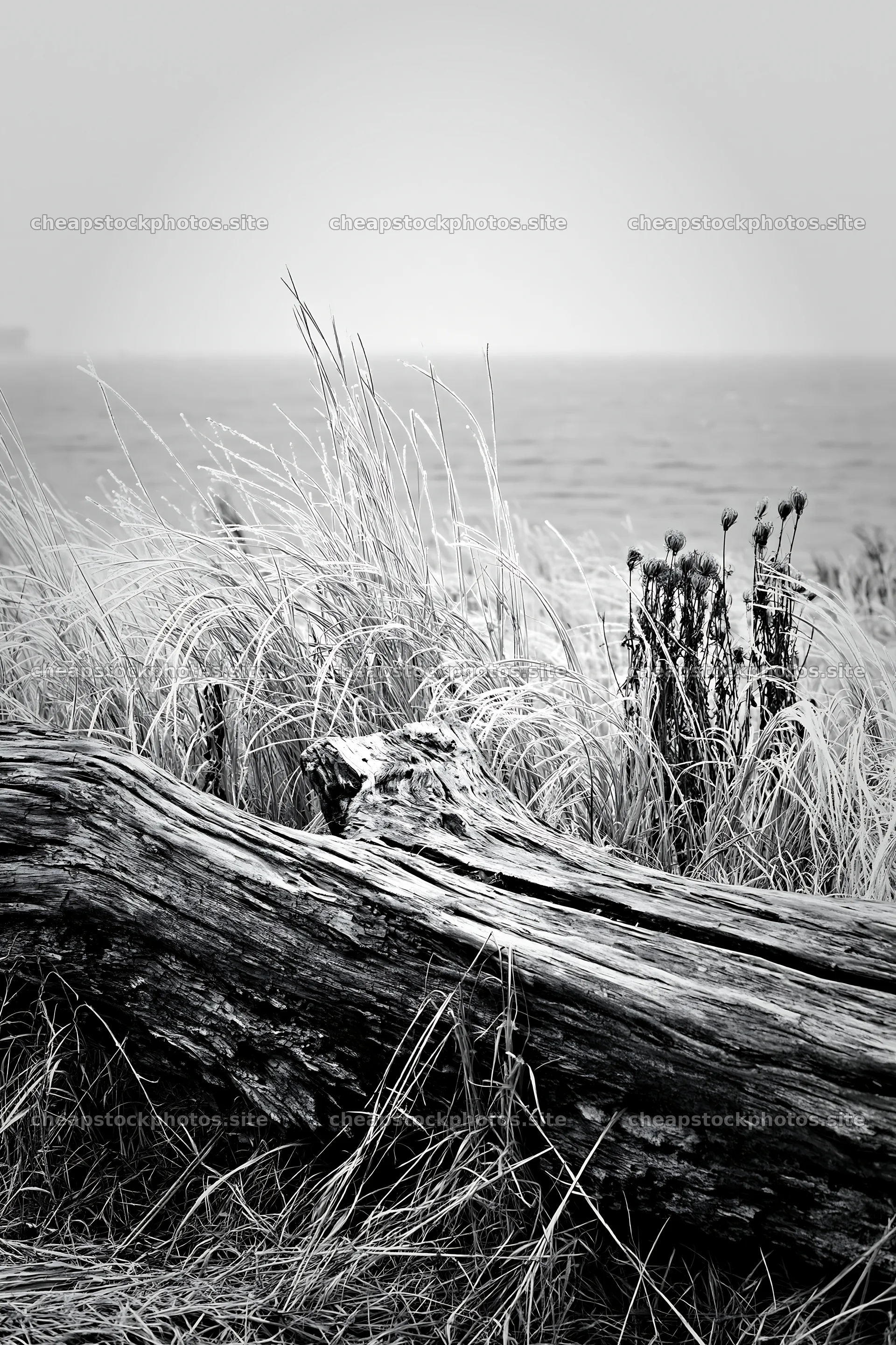 Ishikawa coastal meadow storm washed driftwood on the shore – stock photos 6480x9722