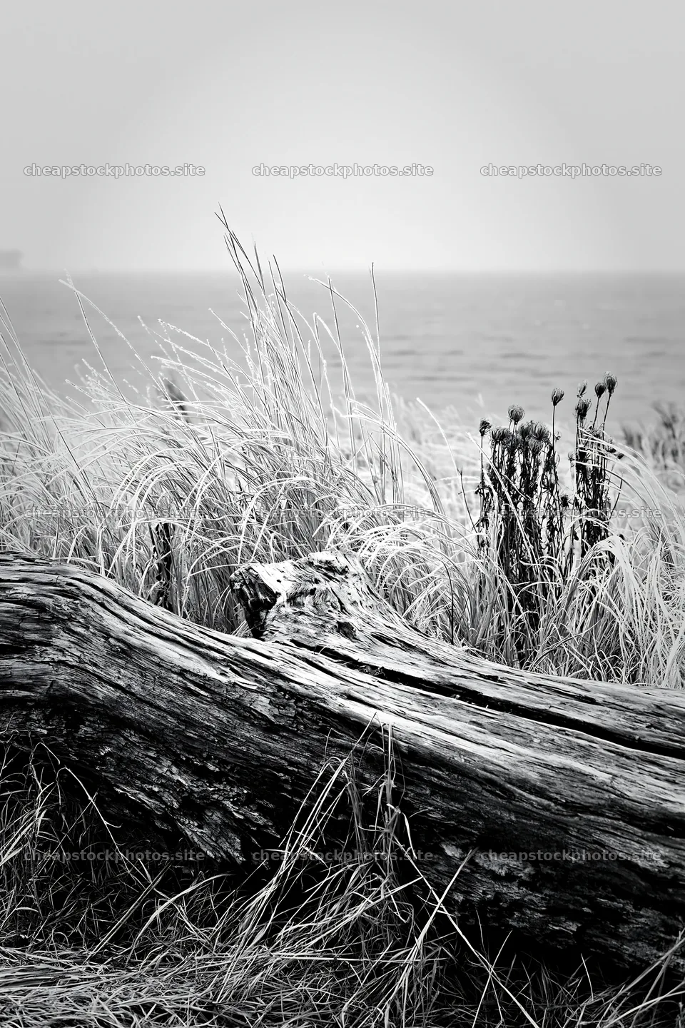 Ishikawa coastal meadow storm washed driftwood on the shore – stock photos 6480x9722