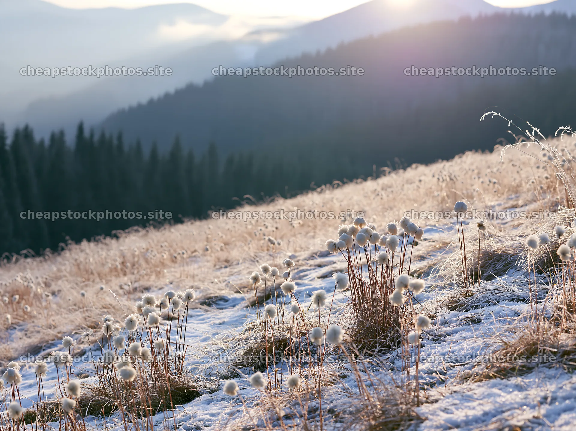 Snowy highland meadow with flowers and mountains in background – stock photos 9174x6866
