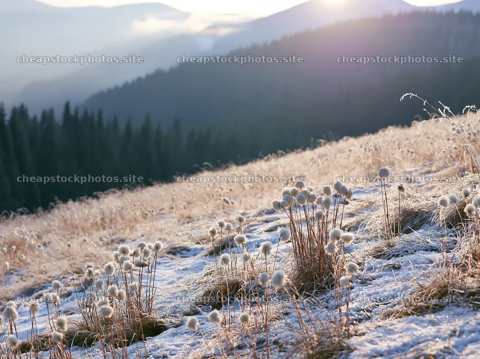 Snowy highland meadow with flowers and mountains in background – stock photos 9174x6866