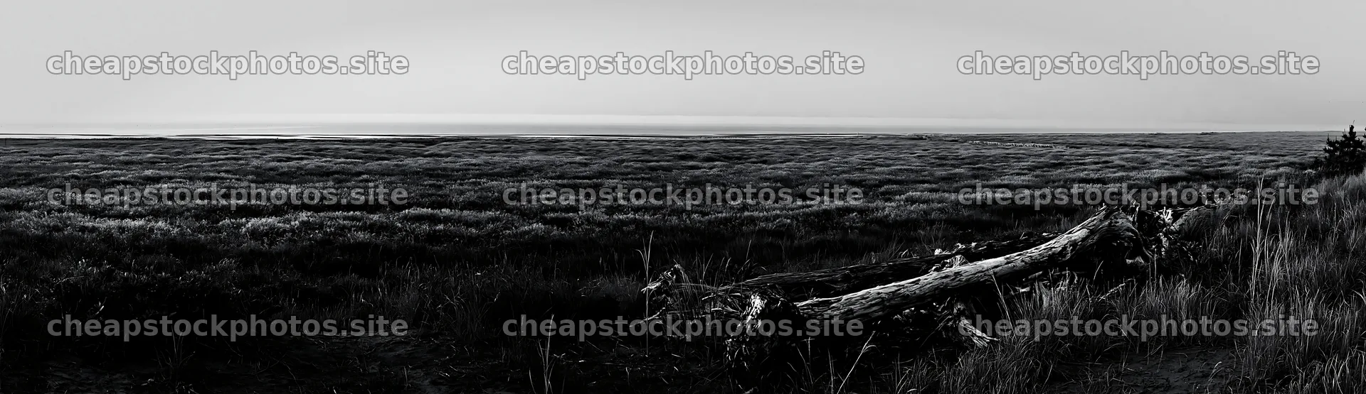 Chiba coastal climate meadow driftwood in the foreground – stock photos 14762x4268