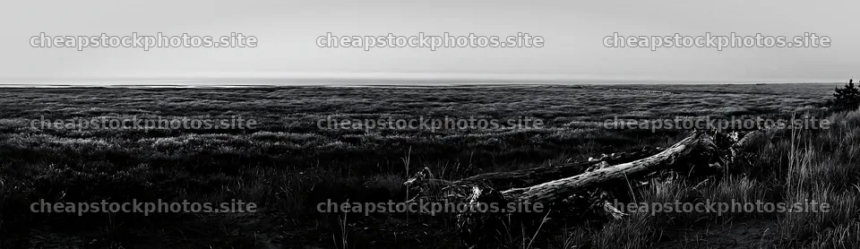 Chiba coastal climate meadow driftwood in the foreground – stock photos 14762x4268
