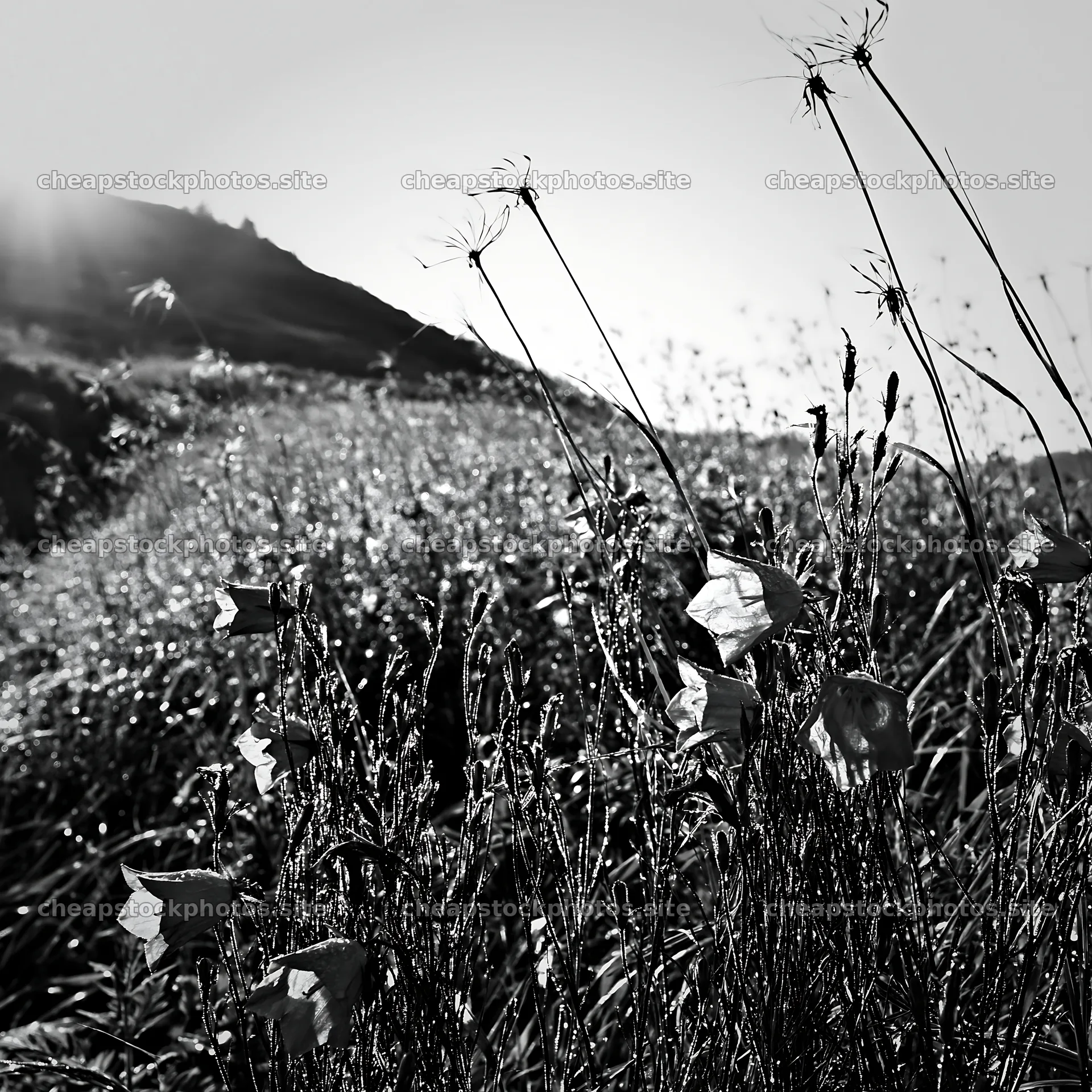 Expansive Hokkaido restoration meadow with dewdrops – stock photos 7938x7938