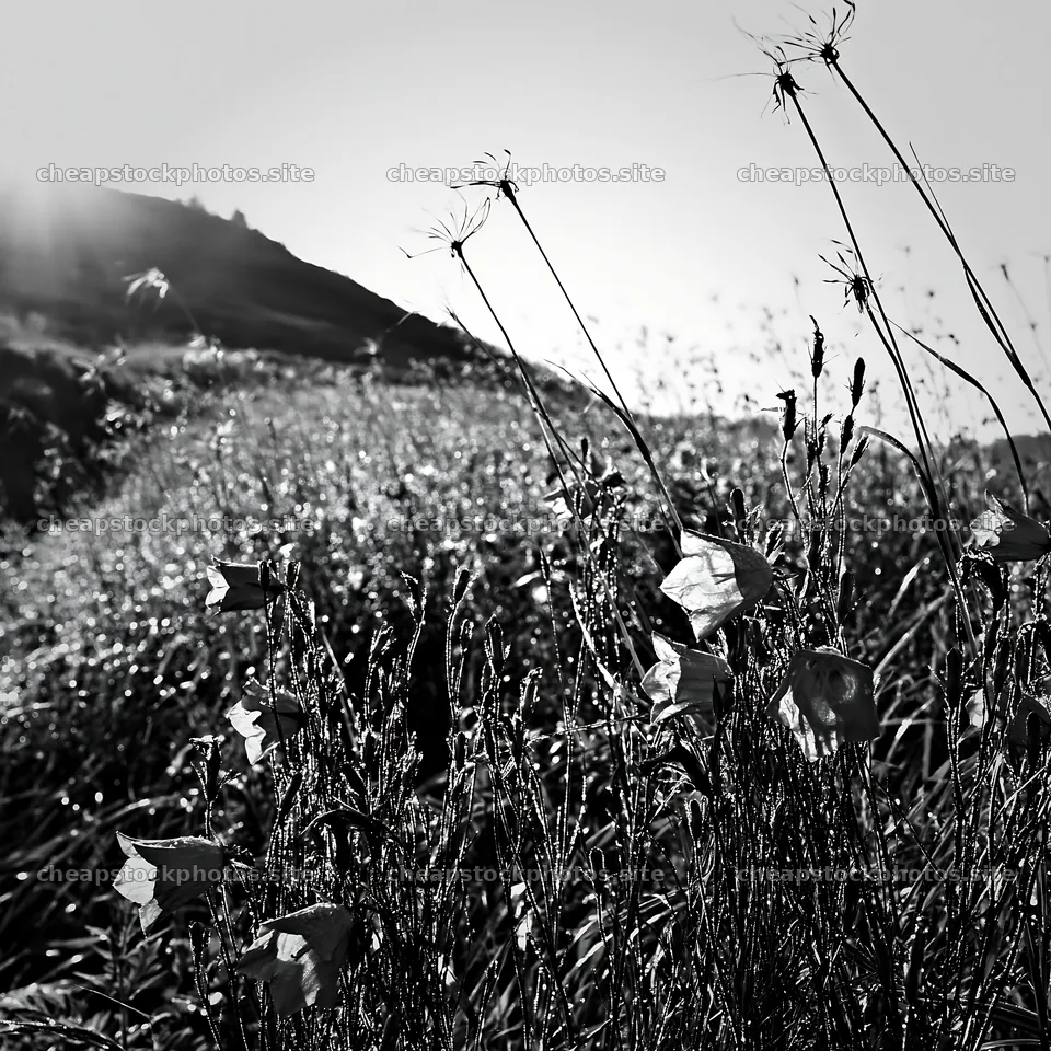 Expansive Hokkaido restoration meadow with dewdrops – stock photos 7938x7938