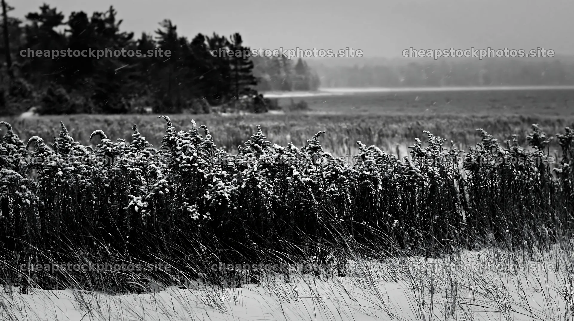 Dune meadow snow with trees and a distant lake – stock photos 10608x5938