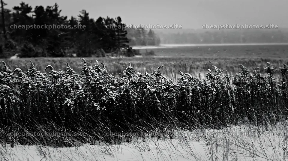 Dune meadow snow with trees and a distant lake – stock photos 10608x5938