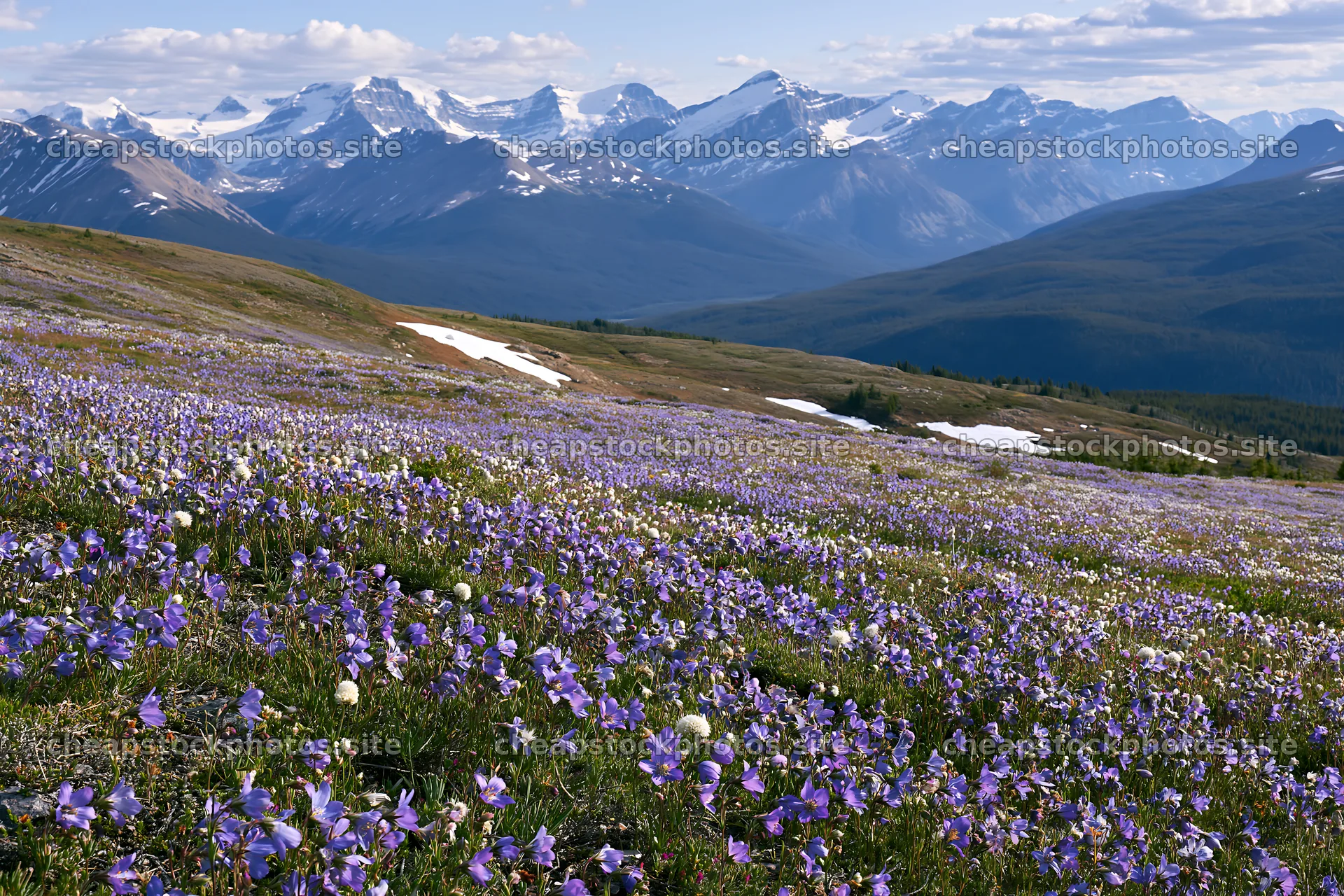 Banff meadow with purple flowers and snowy mountain peaks – stock photos 9722x6480