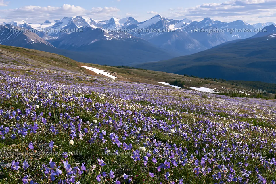 Banff meadow with purple flowers and snowy mountain peaks – stock photos 9722x6480