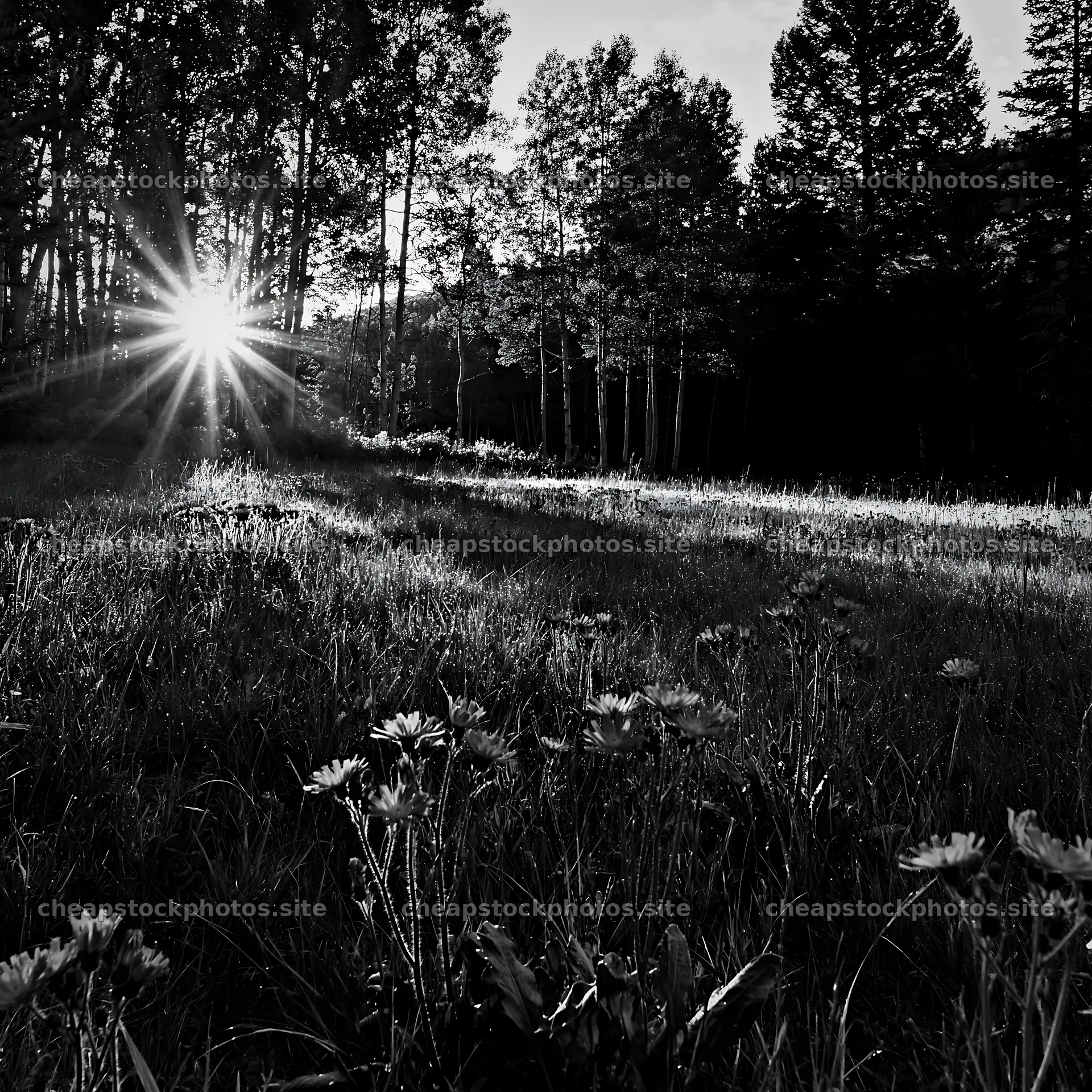 Sunlight shining through trees in a meadow at forest edge – stock photos 7938x7938